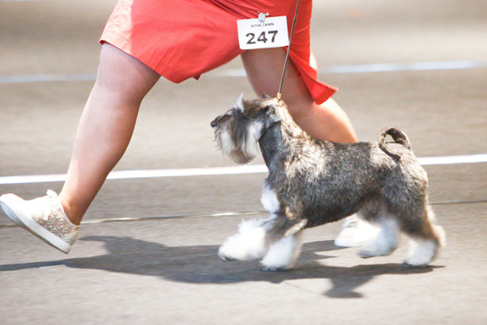 Vilniuje – gražiausių šnaucerių ir pinčerių rinkimai