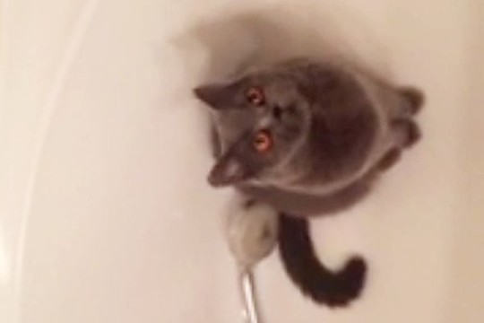 Katė taip mėgsta vandenį, kad maldauja šeimininkų jį paleisti