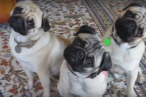 Kodėl šunys pasuka galvas, kai mes su jais šnekame?