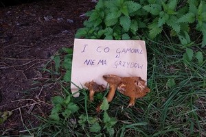 Lenkai Airijos miškuose lietuviams paliko įspėjimą