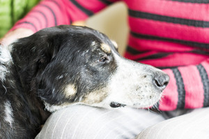 Graži istorija: Vaitas, kuriam nelaimė išėjo tik į gerą