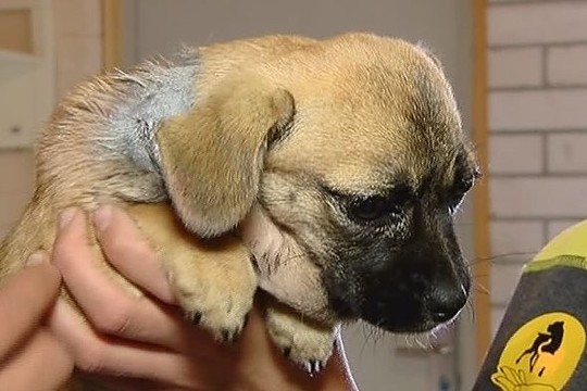 Kalbėdamas apie kankinamą šunelį taksistas nesulaikė ašarų