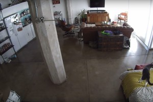 Katė, sutramdžiusi nepaklusnų šunį, prajuokino milijonus