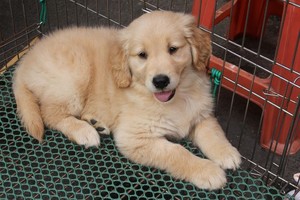 Perkate šunį internetu? Sužinokite, kaip neapsigauti