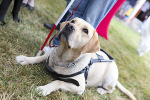 Labradoras baigė universitetą drauge su šeimininku