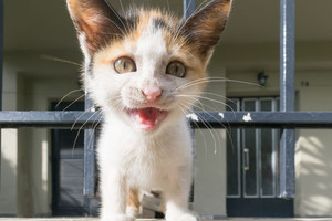 Kodėl žmonėms taip patinka vaizdeliai su katėmis?