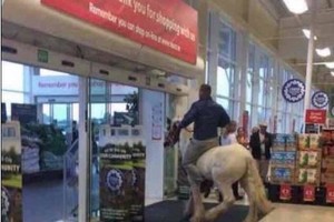 Pirkėjai išsižiojo iš nuostabos: į parduotuvę įjojo ant žirgo