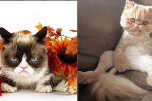 Paniurusiai katei mestas iššūkis – atsirado nauja žvaigždė