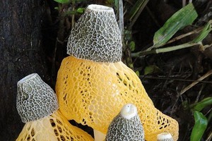 Dvokiantis grybas moterims sukelia stiprų spontanišką orgazmą