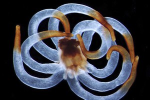 Mokslininkai aptiko gyvį, saugantį nemirtingumo paslaptį