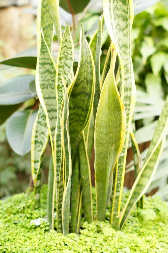 Sansevjera – vienas nedaugelio augalų, kurie ištveria skersvėjuotuose koridoriuose ar prie laukinių durų.<br>123rf nuotr.