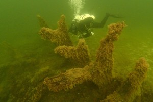 Mokslininkai mano radę vieną iš Henriko V „didžiųjų laivų“