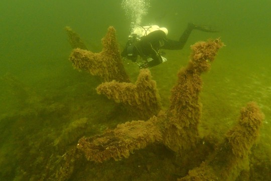 Mokslininkai mano radę vieną iš Henriko V „didžiųjų laivų“