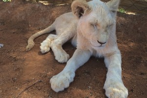 Kontrastų šalis Pietų Afrikos Respublika: nuo turto iki skurdo