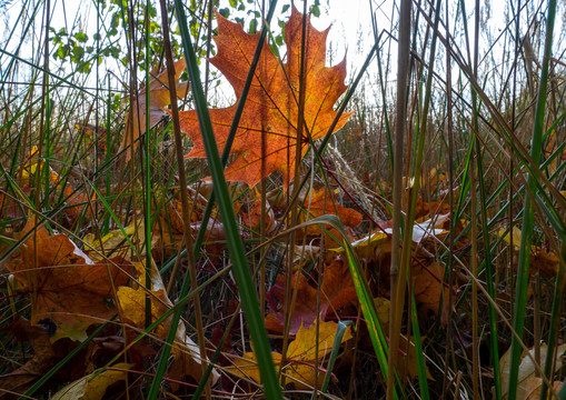 Apšerkšnyjusios rudens spalvos<br>V.Ščiavinsko nuotr.