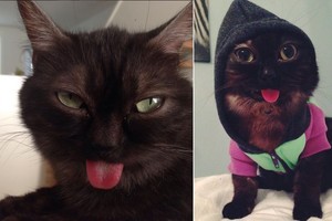 Tūkstančius internautų sužavėjo nuolat liežuvį rodantis katinas