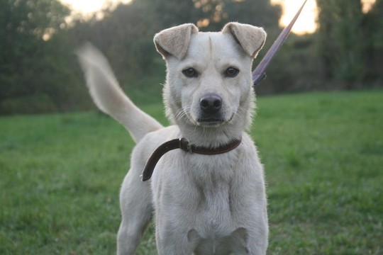 Šuniukas, kuris į prieglaudą atbėgo pats