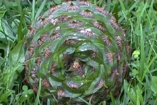 Dėl ant galvos nukritusio kankorėžio reikalauja 5 mln. dolerių