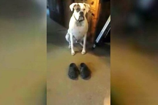 Šuo su kroksais vaikšto geriau, nei jūs įsivaizduojate