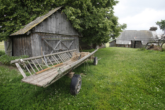 Kauniečio putpelė šeimininkui padovanojo rekordinę staigmeną