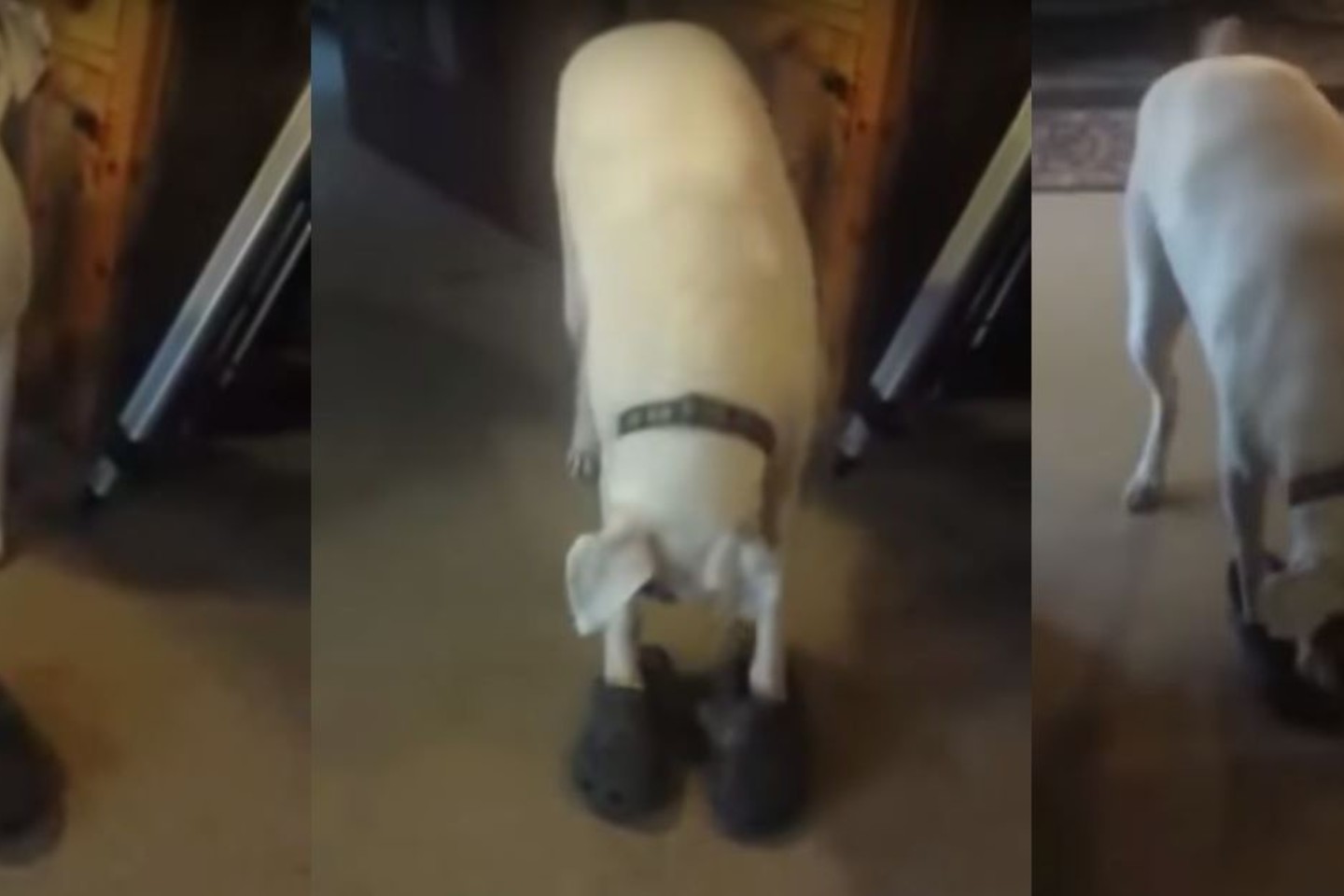 Šis šuo tikrai įgudęs vaikščioti su kroksais.<br>Stop kadras („YouTube“)