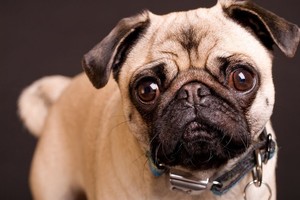 Išlepintas mopsas laukinėje gamtoje išgyveno 9 dienas