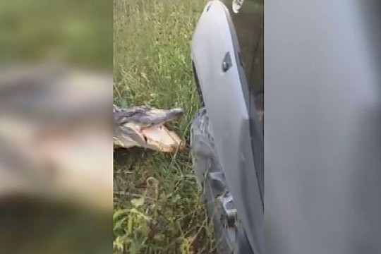 Užfiksavo kas nutinka, kai krokodilas užpuola automobilį