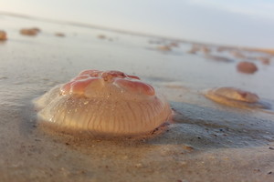 Palangos paplūdimyje moteris užfiksavo egzotiškus vaizdus