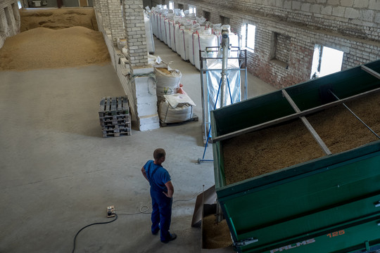 Ir vėl gamta jaukia grūdų kainas – lietus jas ėmė tirpdyti
