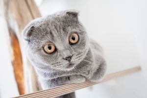 Blogos naujienos kačių mylėtojams: gresia šizofrenija