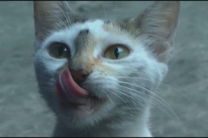 Siaubas: rado vietą, į kurią nenorėtų patekti nė vienas katinas