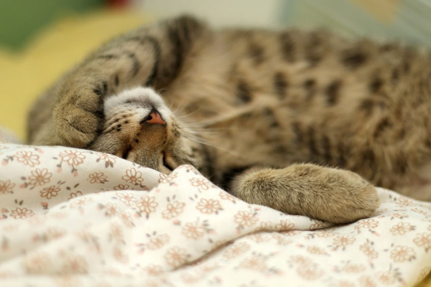 Ne visada gerai, kai katė miega vienoje lovoje su jumis.<br>123rf nuotr.