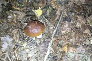 Po šalnų dzūkus vėl džiugina baravykai