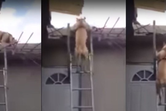 Šis šuo atsidūrė ant stogo, bet keisčiausia tai, kas įvyko po to