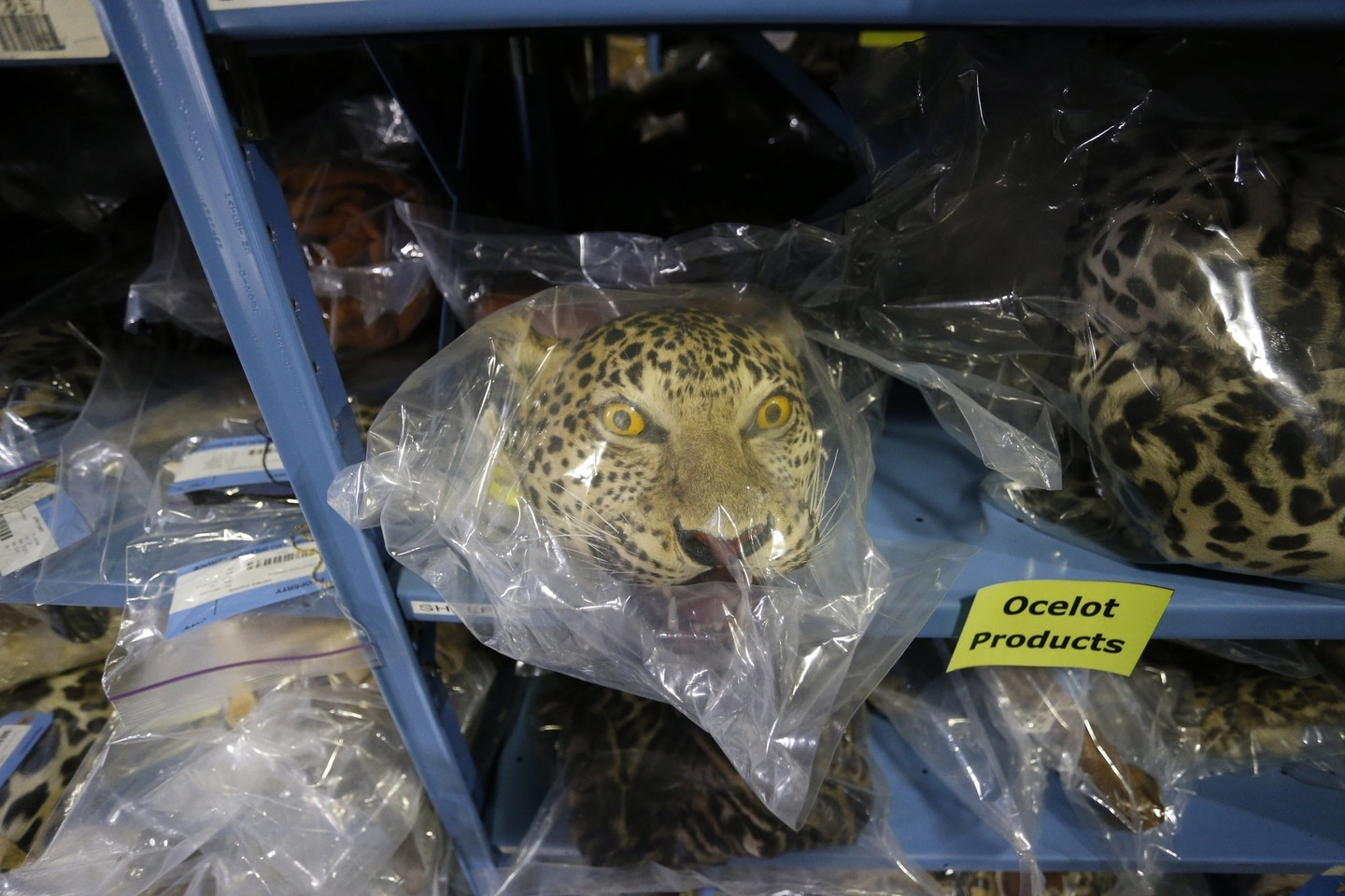 Saugykloje galima išvysti šimtus konfiskuotų produktų, kurie pagaminti iš nykstančių laukinių gyvūnų rūšių.<br>AP nuotr.