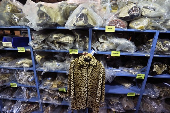 Saugykloje galima išvysti šimtus konfiskuotų produktų, kurie pagaminti iš nykstančių laukinių gyvūnų rūšių.<br>AP nuotr.