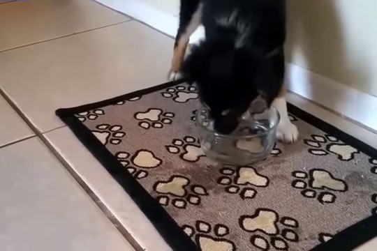 Šuo laka šaltą vandenį