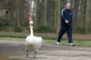 Vyrui plyšta širdis – gamtos „mylėtojai“ pražudė gulbių šeimyną