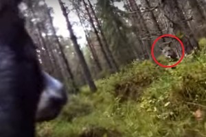 Ant šuns pritvirtinta kamera miške užfiksavo šiurpų susidūrimą