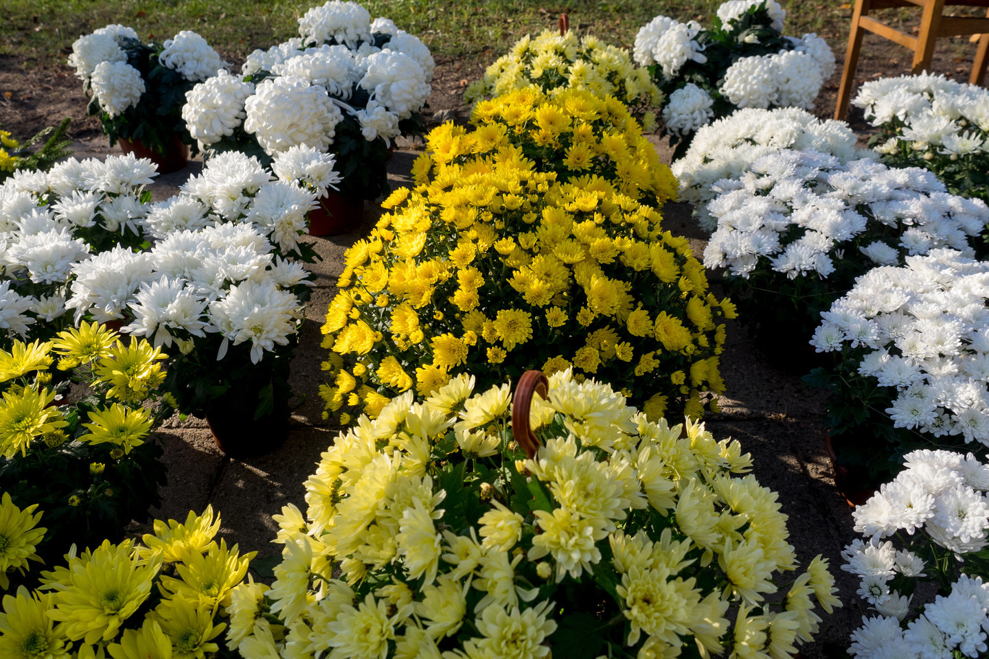 Kapams puošti tinkamiausios gyvos gėlės – chrizantemos.<br>V. Ščiavinsko nuotr.