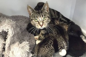 Katė įrodė, kad motiniška meilė yra beribė