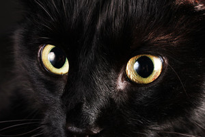 Juodos katės paslaptis: neša nelaimę ar privilioja gerbėjus?