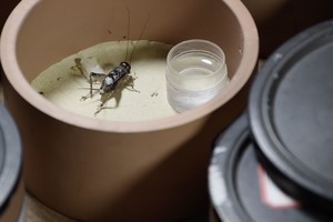 Šiuolaikinio meno kūrėją įkvėpė Kinijos svirpliai