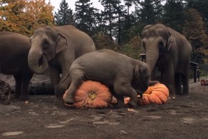 Dramblių žaidimas su moliūgais privertė aikčioti žiūrovus