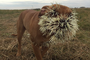 Pamoka visam gyvenimui: dygliakiaulę sutikęs šuo pasigailėjo