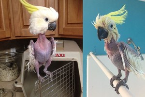 Plunksnas sau nusipešusią papūgą išvydę gelbėtojai liko pakraupę