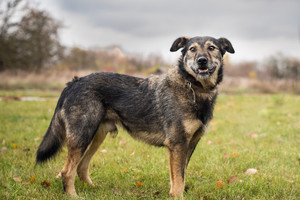 Gerumo pavyzdys: 6 šunų gyvenimas pasikeis neatpažįstamai