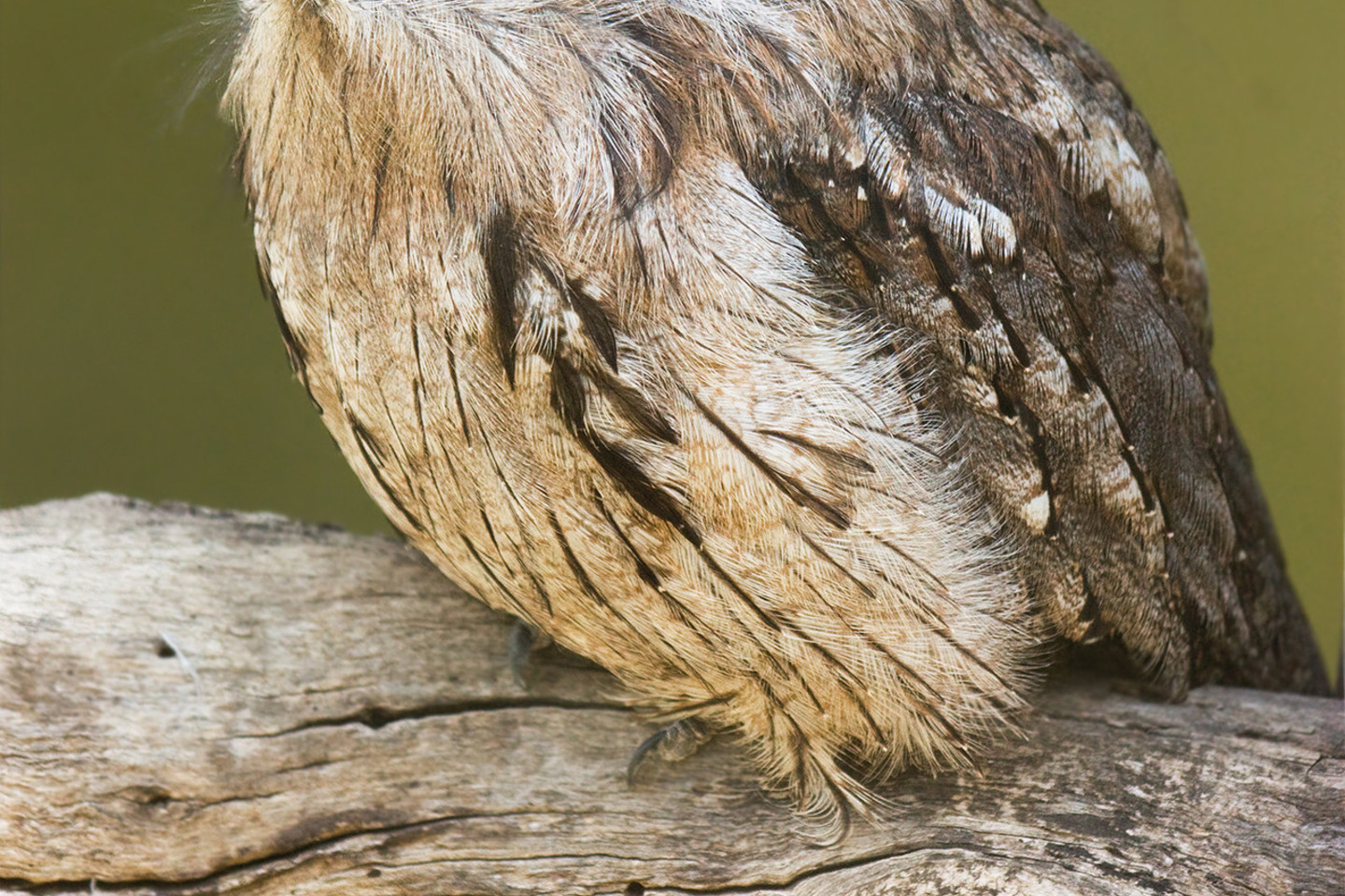 Suaugę rusvieji varliaburniai dienas leidžia apsimetinėdami medžio šakomis.<br>„Wikipedia“ nuotr.
