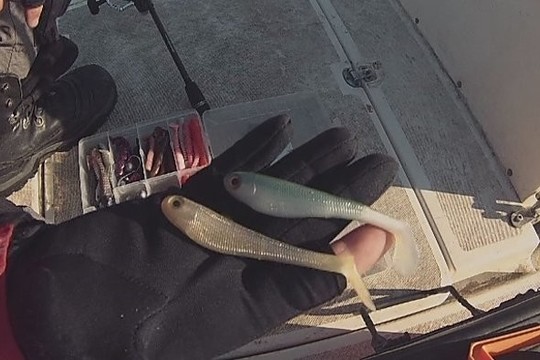 Kaip sportine meškere prigaudyti kuojų? (II)