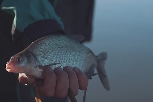 Kaip sportine meškere prigaudyti kuojų? (I)